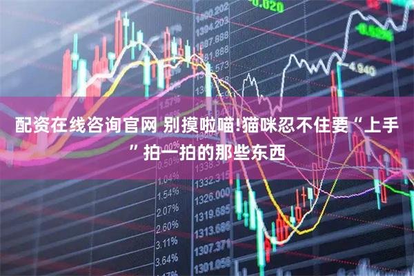 配资在线咨询官网 别摸啦喵!猫咪忍不住要“上手”拍一拍的那些东西