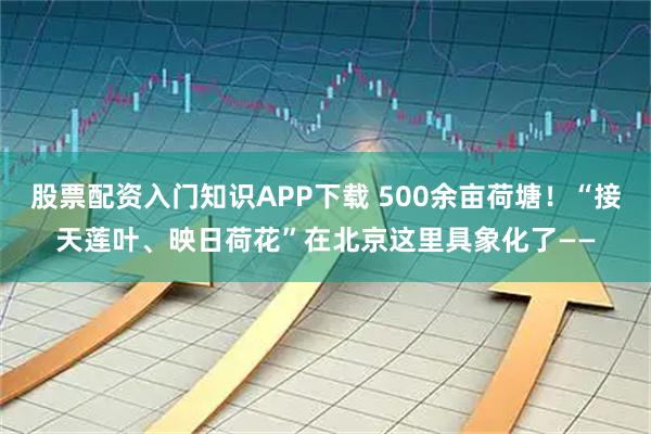 股票配资入门知识APP下载 500余亩荷塘!“接天莲叶、映日荷花”在北京这里具象化了——